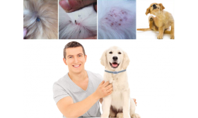 Punkki- ja kirppukaulus koiralle Tyytyväinen koira punkkipanta kaulassaan, auttaa ihoärsytyksen ja loistartuntojen ehkäisyssä luonnollisesti.