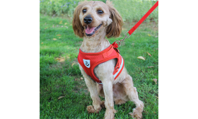 Koiran Heijastavat Valjasliivit ja Yhteensopiva Hihna Punainen heijastava koiran valjasliivi ja hihna, kevyt, hengittävä kangas mukavaan ja turvalliseen istuvuuteen.