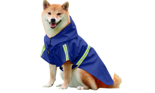 Shiba Inu sinisessä vedenpitävässä sadetakissa, heijastinteipit, helppo pukea ja riisua, sateenkävelyihin.