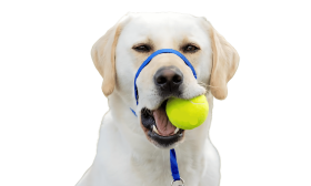 Koirien Vedonestopanta Pehmustetulla Kuonolenkillä Sininen ei-houkuttava koiran panta säädettävällä mustalla hihnalla ja pehmustetulla nenälenkillä, koko suuri.