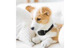 Ei-shokki anti-haukuntakaulapanta tassukuviolla, säädettävä, koirille 12-50 kg, kaulanympärykselle jopa 22 tuumaa.