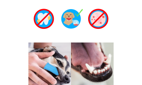 360º Koirien Silikonihammasharja Sormeen 360º Koirien Silikonihammasharja Sormeen